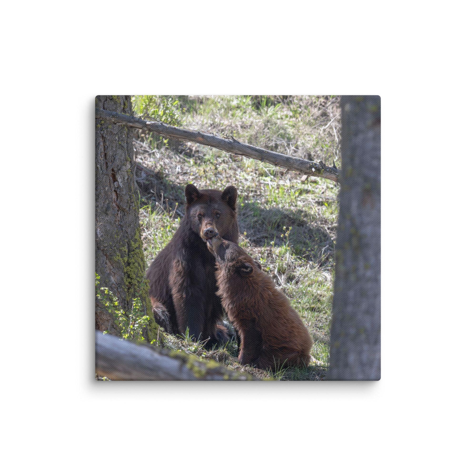 Cinnamon bear! Canvas - Image 22