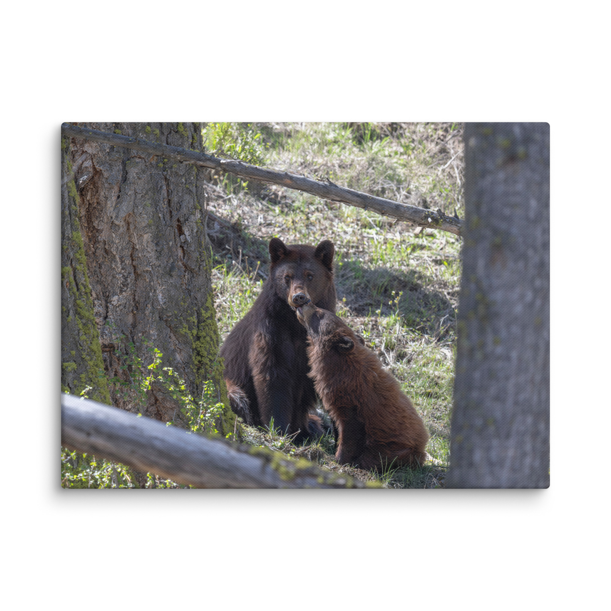 Cinnamon bear! Canvas - Image 23