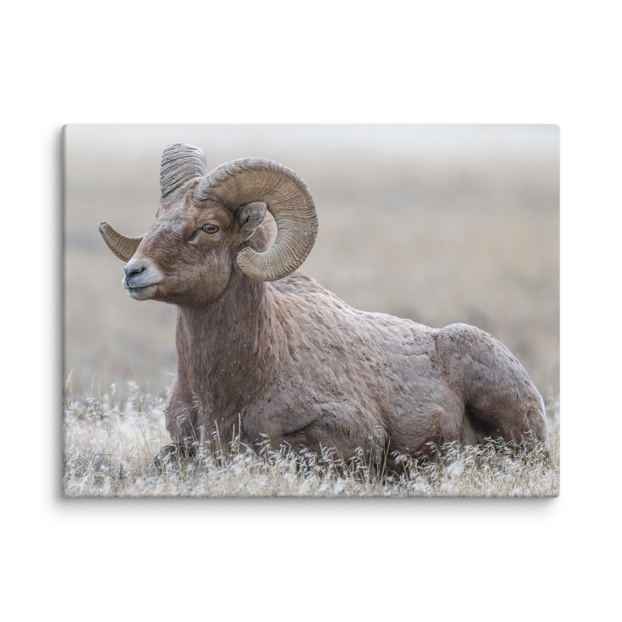 Big Horn Sheep! Canvas - Image 11