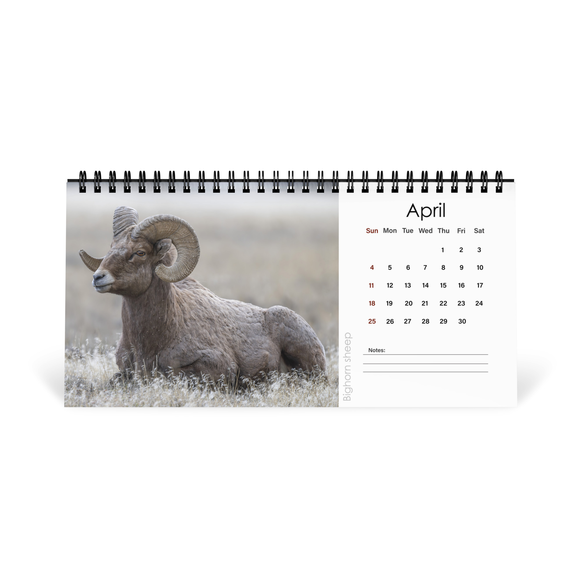 2027 Desktop Calendar with high resolution images of Birds and Mammals in their natural habitat - Image 5