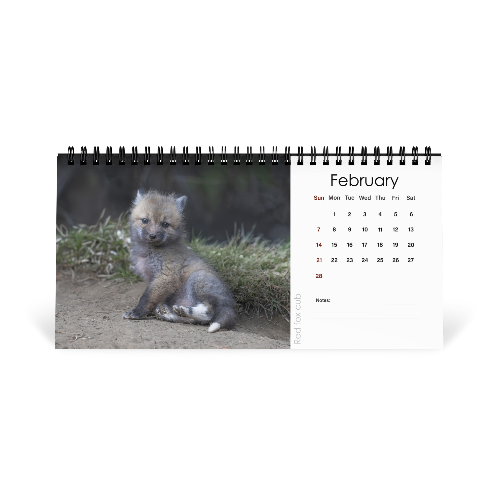 2027 Desktop Calendar with high resolution images of Birds and Mammals in their natural habitat - Image 3