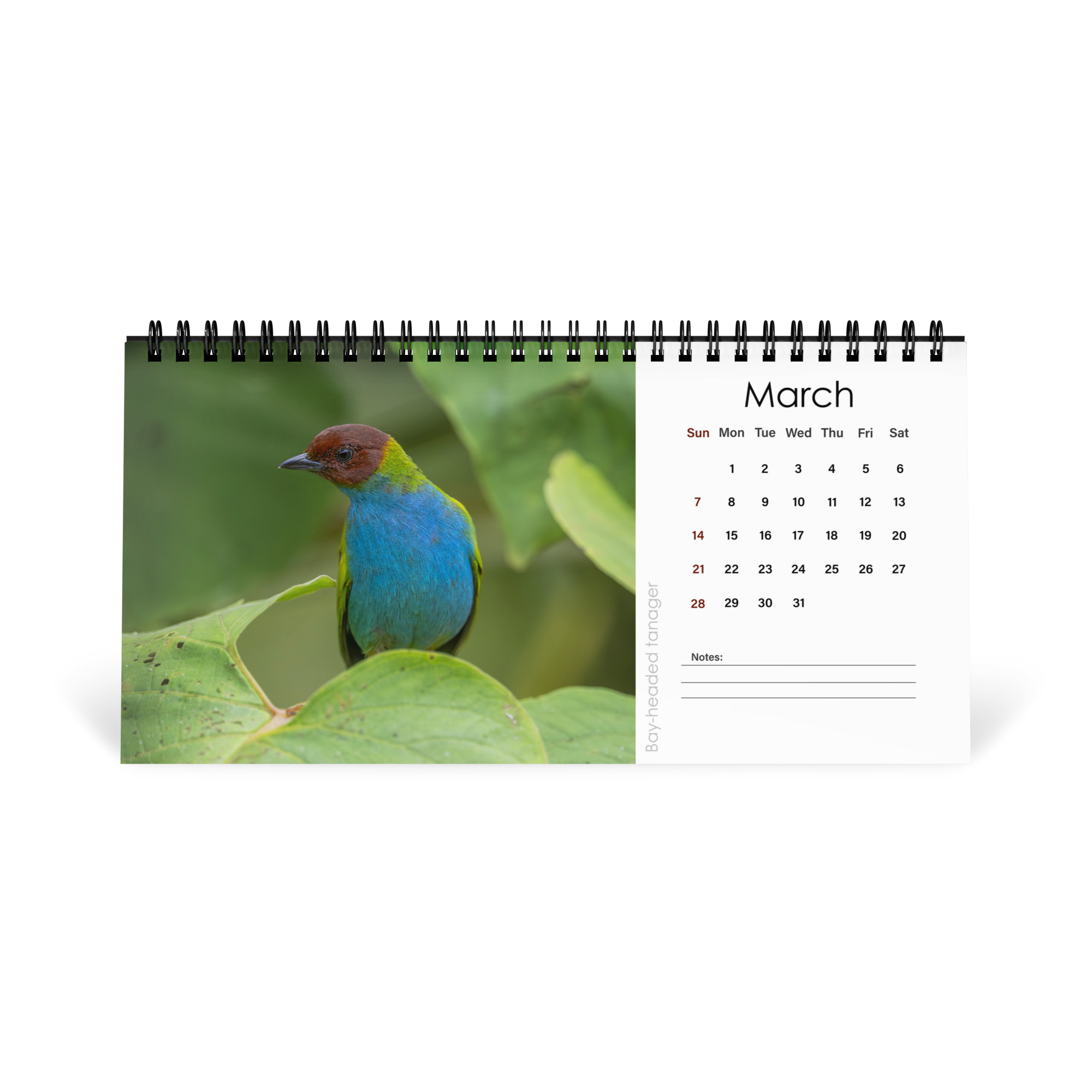 2027 Desktop Calendar with high resolution images of Birds and Mammals in their natural habitat - Image 4