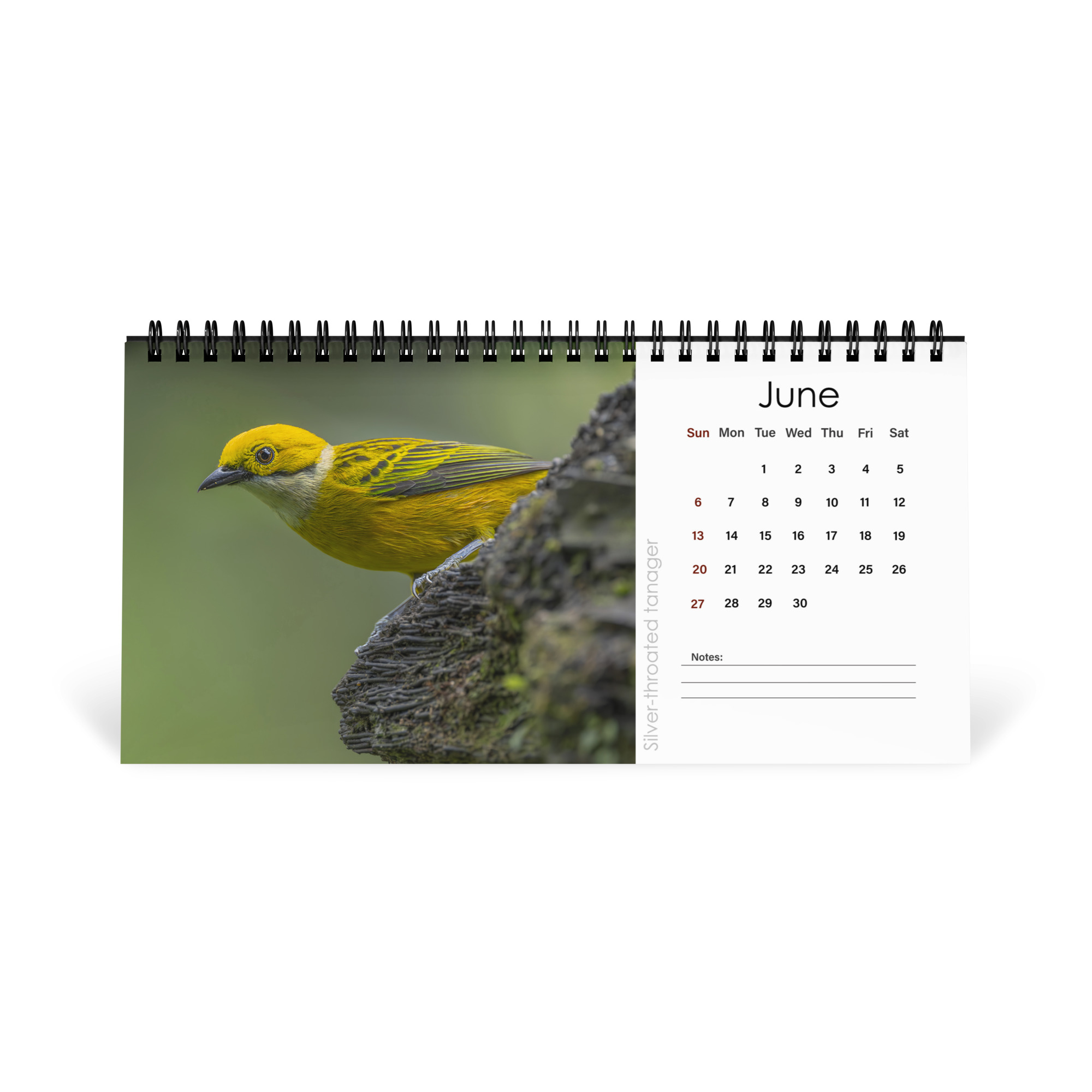2027 Desktop Calendar with high resolution images of Birds and Mammals in their natural habitat - Image 7
