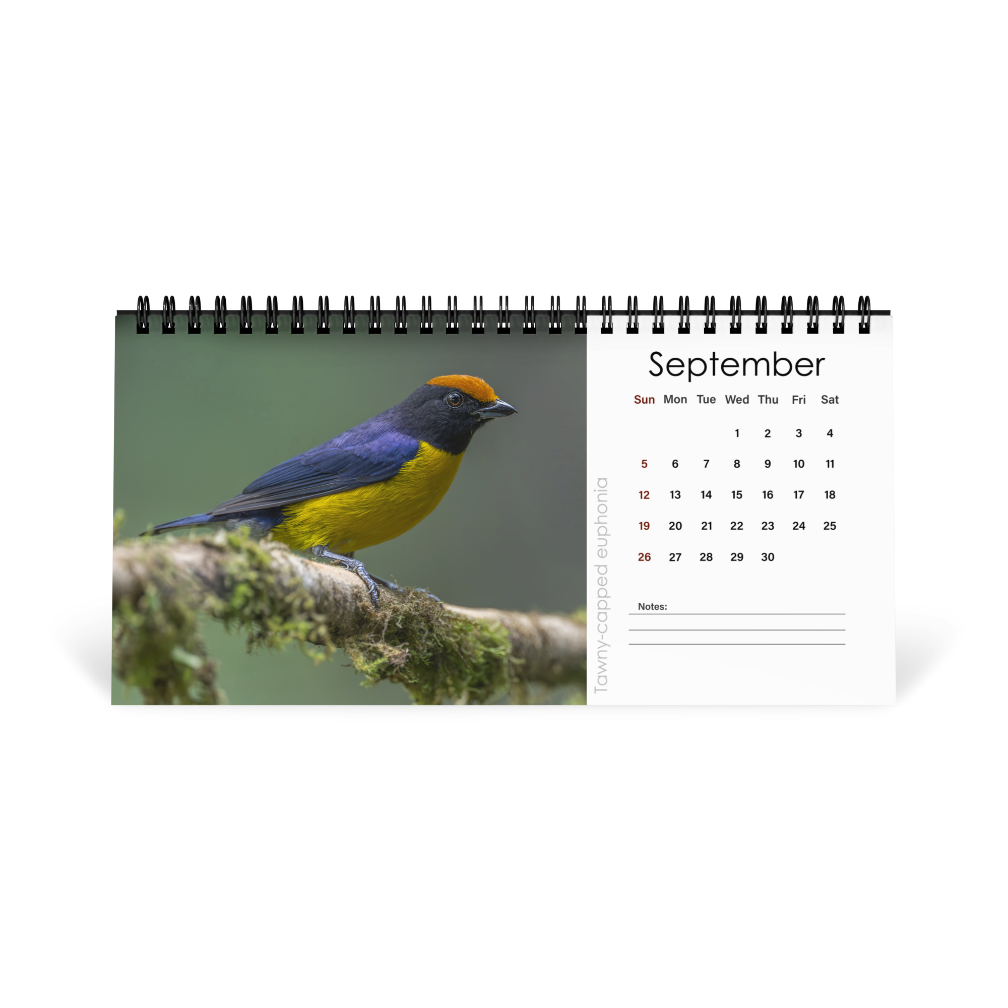 2027 Desktop Calendar with high resolution images of Birds and Mammals in their natural habitat - Image 10