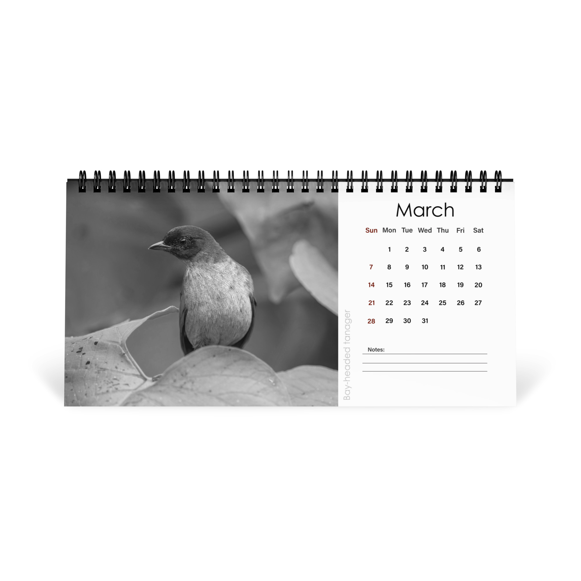 A Year in the Wild: Monochrome 2027 Wildlife Photography Desktop Calendar – Birds & Mammals in Their Natural Habitats - Image 4