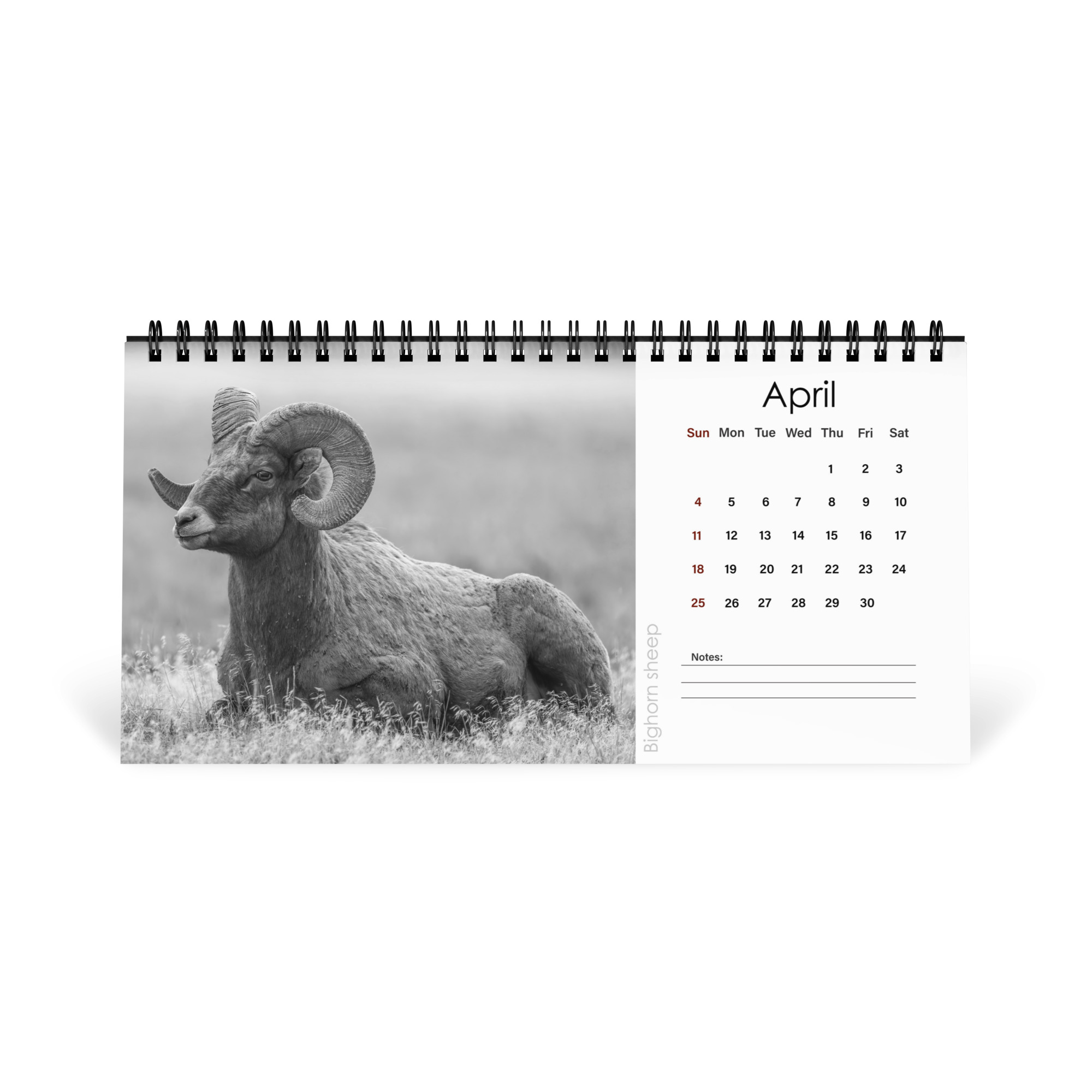 A Year in the Wild: Monochrome 2027 Wildlife Photography Desktop Calendar – Birds & Mammals in Their Natural Habitats - Image 5