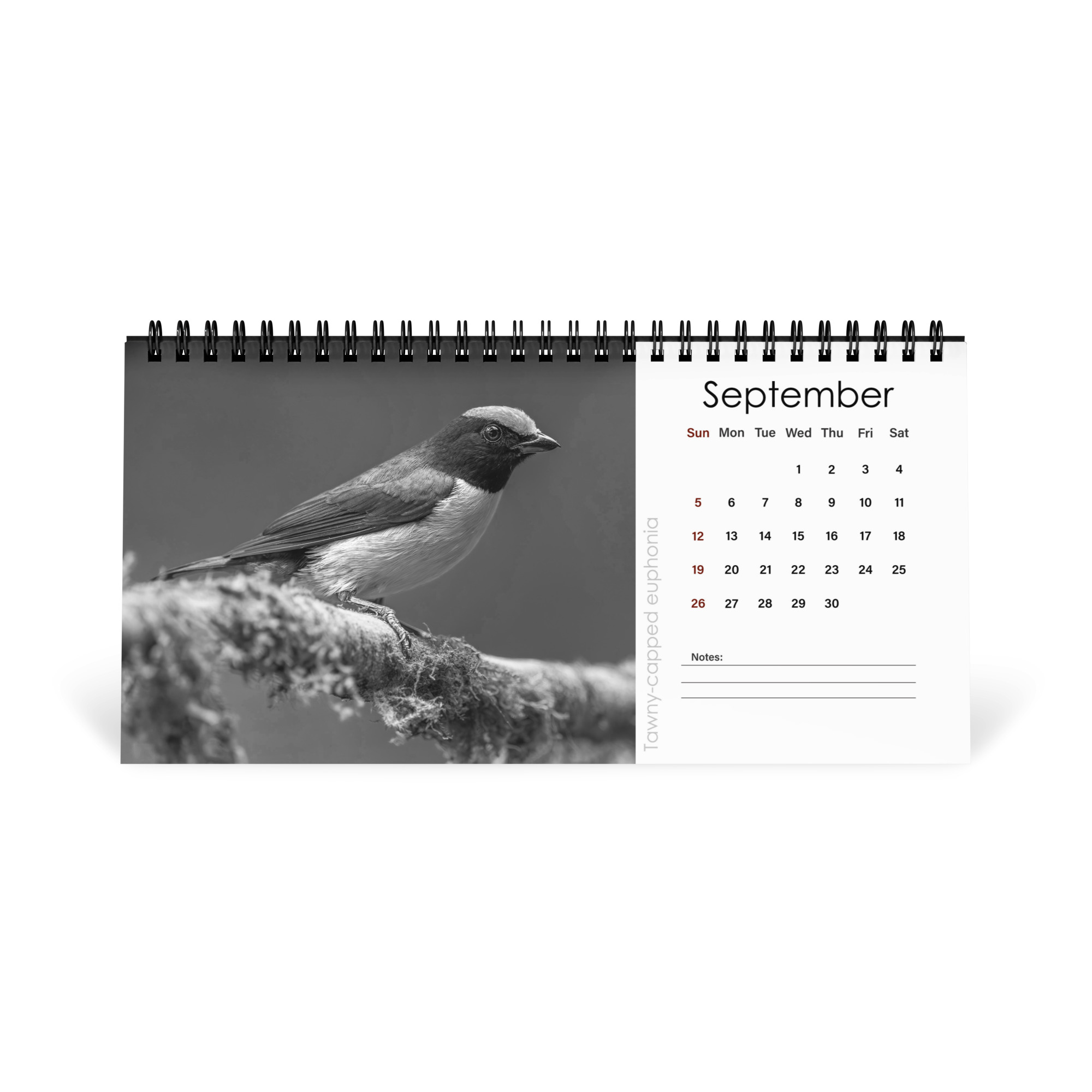 A Year in the Wild: Monochrome 2027 Wildlife Photography Desktop Calendar – Birds & Mammals in Their Natural Habitats - Image 10