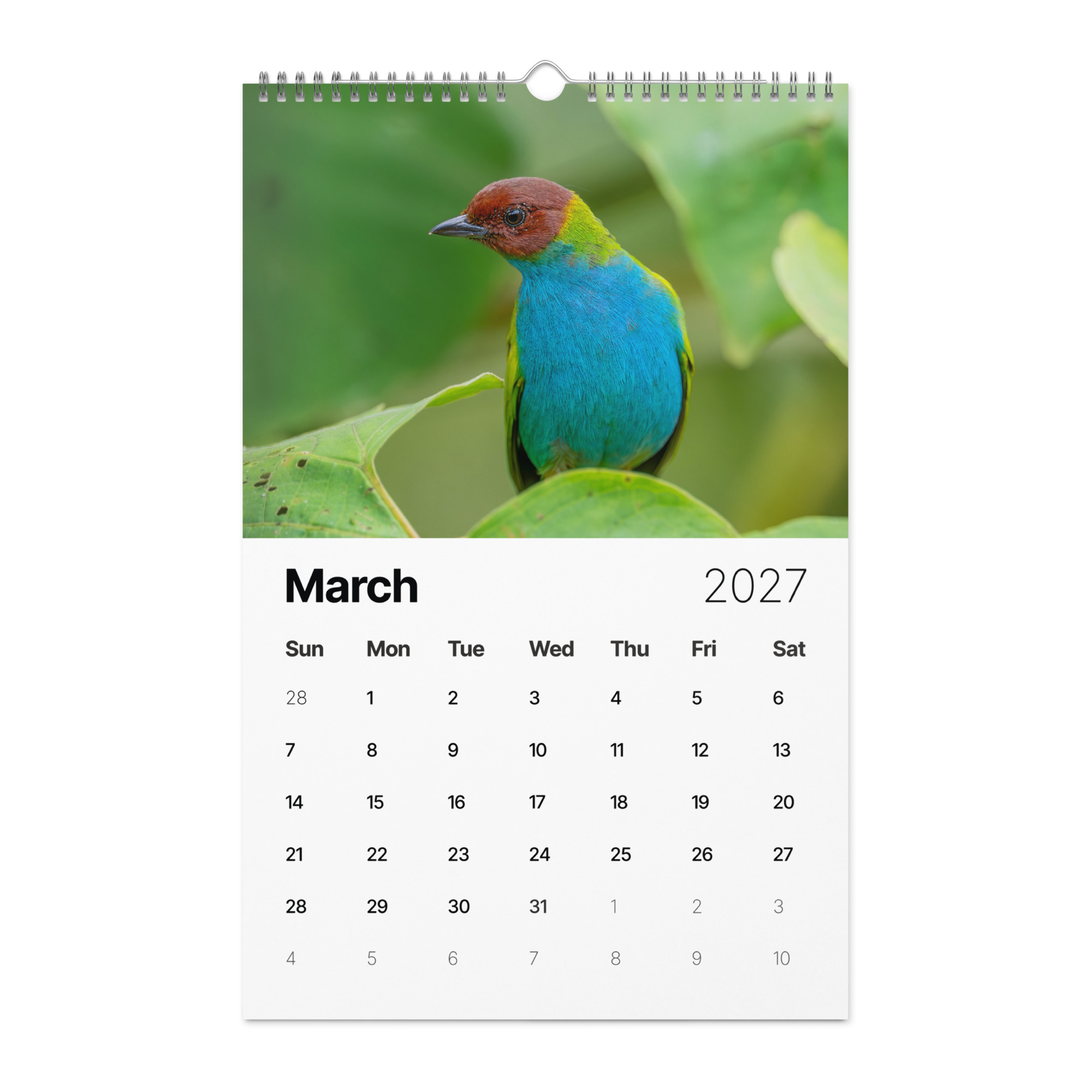 2027 Wall Calendar with high resolution images of Birds and Mammals in their natural habitat - Image 4