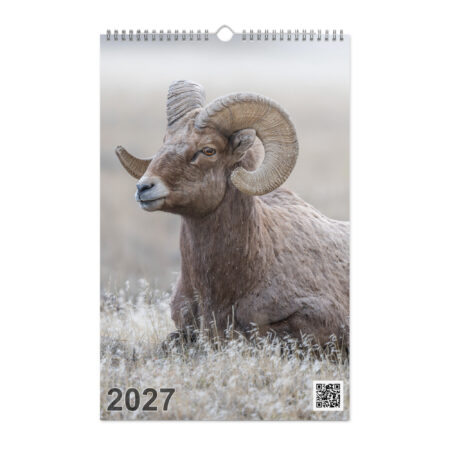 2027 Wall Calendar with high resolution images of Birds and Mammals in their natural habitat