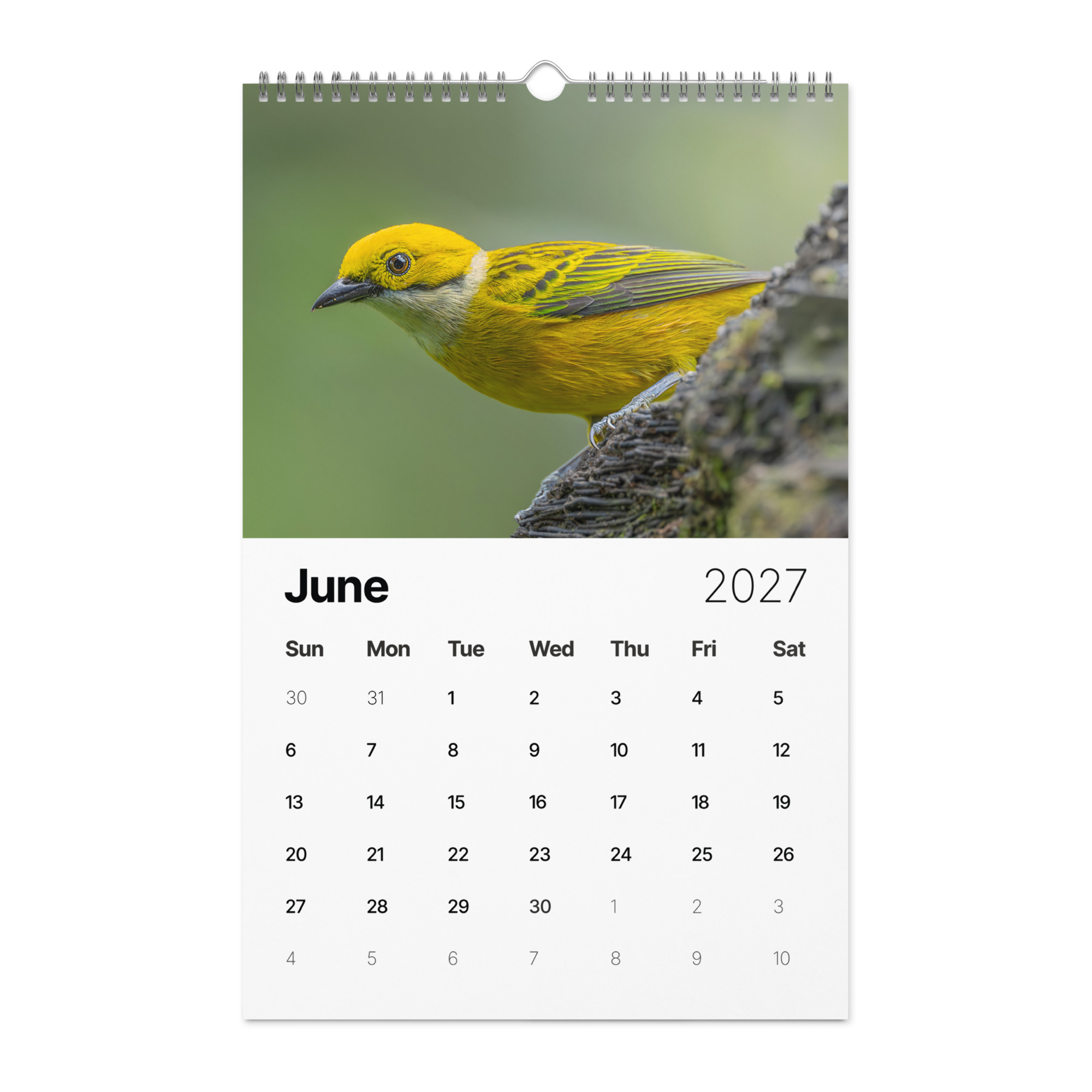 A Year in the Wild: 2027 Wildlife Photography Wall Calendar – Birds & Mammals in Their Natural Habitats - Image 7
